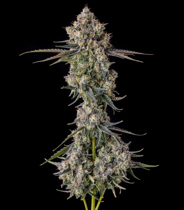 Zhampagne - Compound Genetics