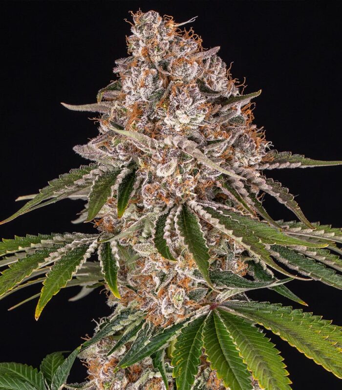 Cookie Casket - Barney’s Farm