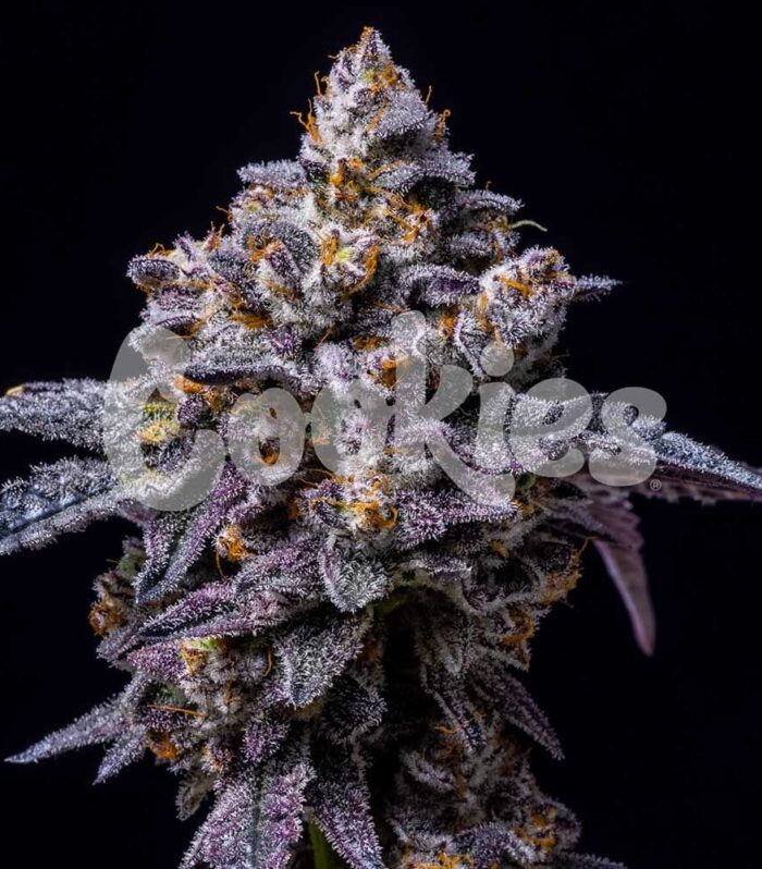 Hollywood Feminizada (3) - Cookies Seed Bank