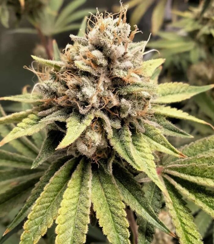 Crumbled Melon Female by Karma Genetics