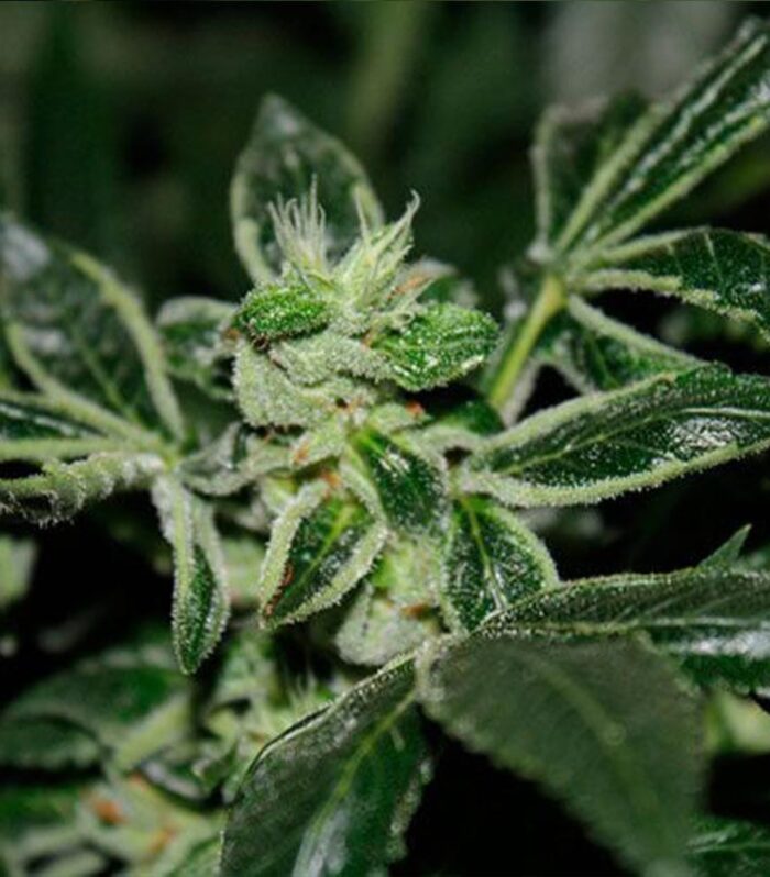 Dark Star Kush Female by T.H.Seeds