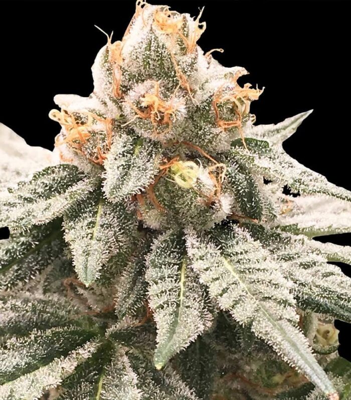 Lemon Oasis Female by Rare Dankness