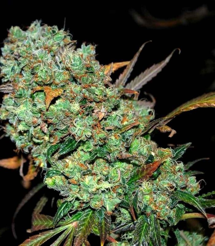 Sour Leda Regular by Karma Genetics