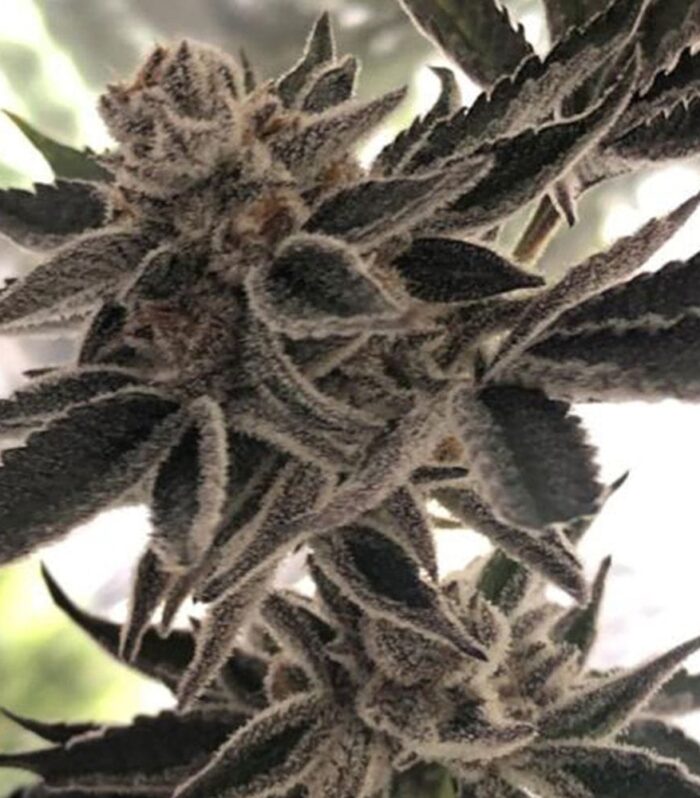 Do-Si-Dos Z Female by The Plug Seedbank