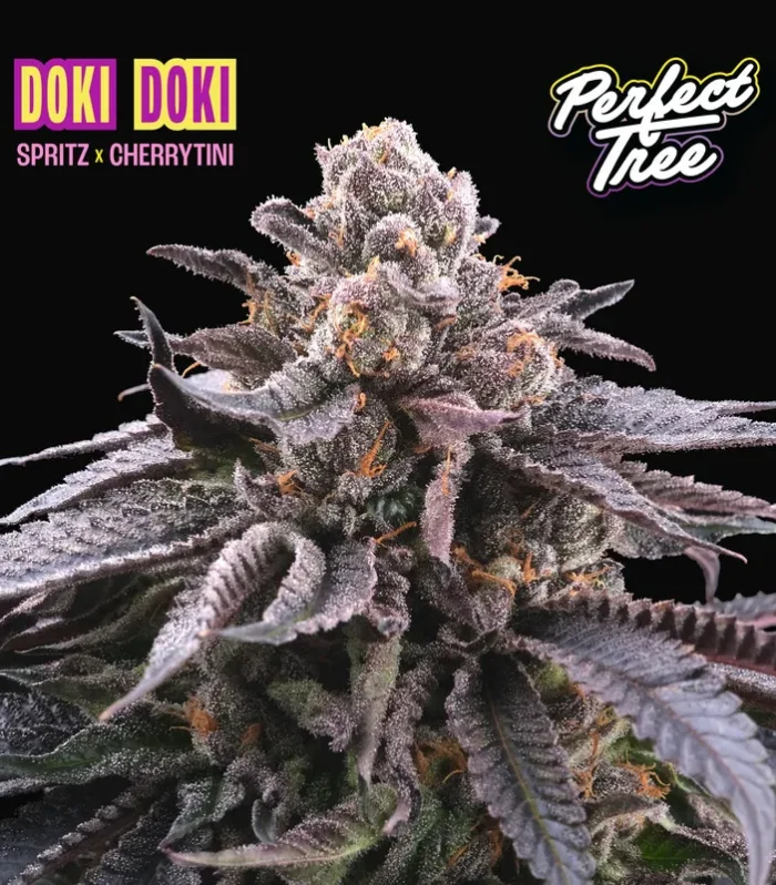 Doki Doki Feminizada - Perfect Tree