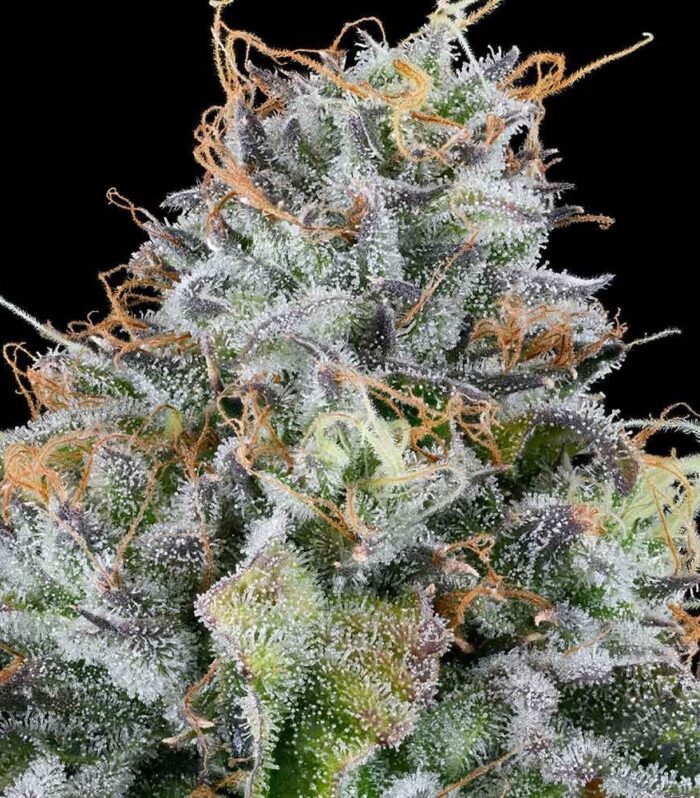 Easy Money - Grounded Genetics