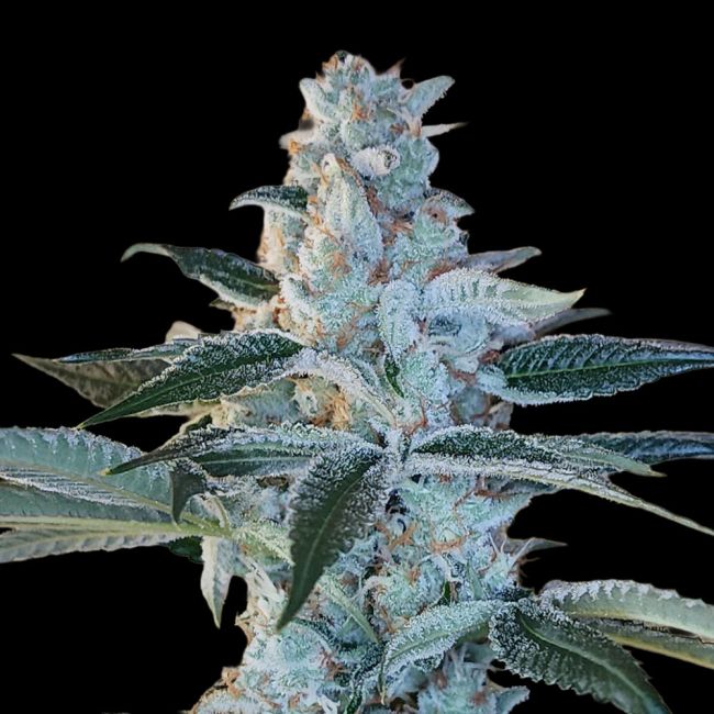 Elvis Breath - Arcana Collective