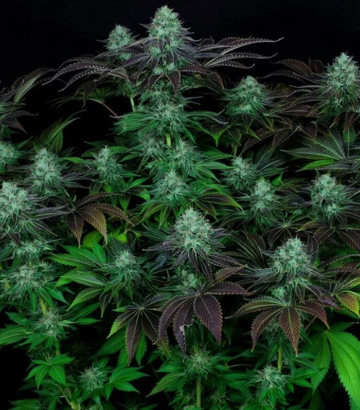 DarkStar Kush Regular by T.H.Seeds