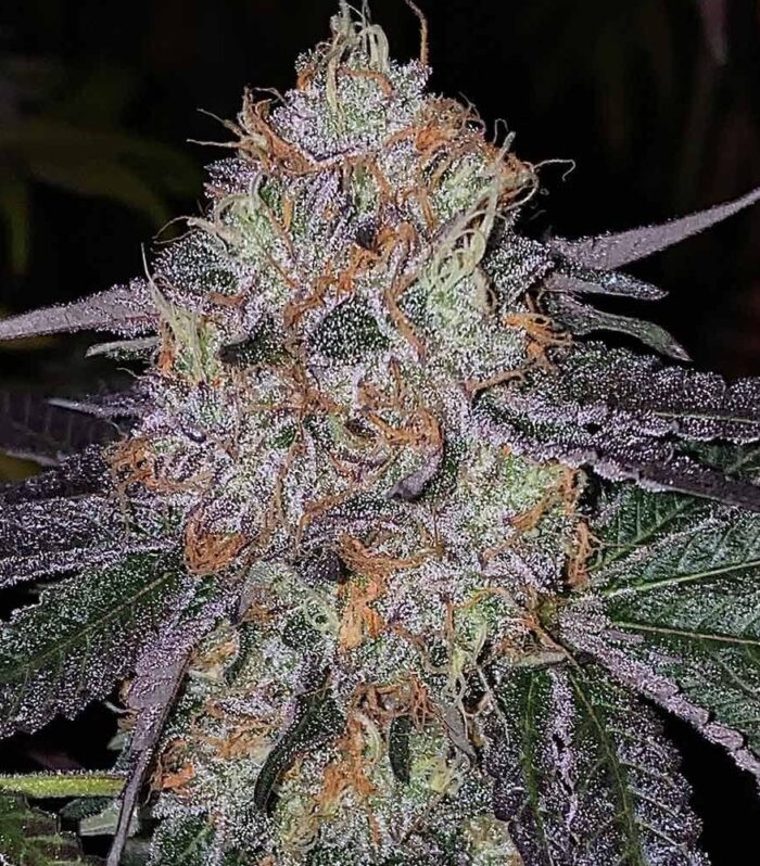 Fruit Dropss Female by The Plug Seedbank