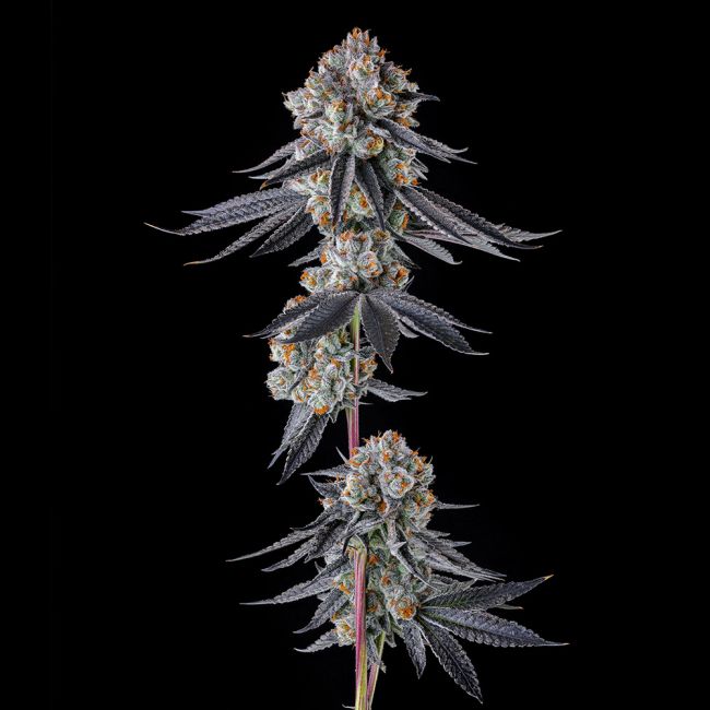 Gastro Funk - Compound Genetics