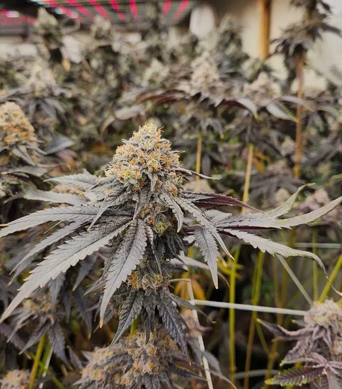 Pink Payton - KARMA GENETICS