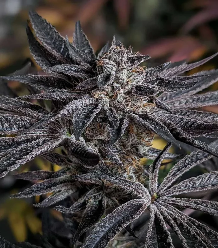 Pink Sherb - KARMA GENETICS