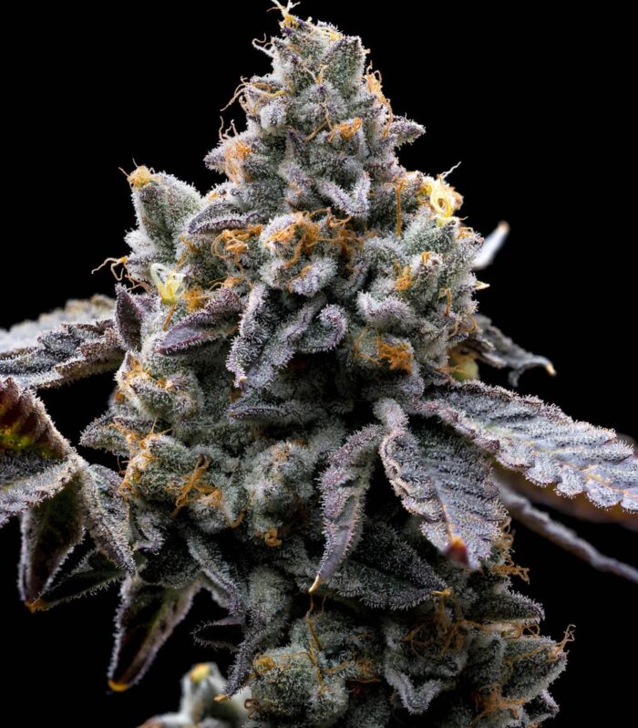 GMO Feminizada - Barney's Farm
