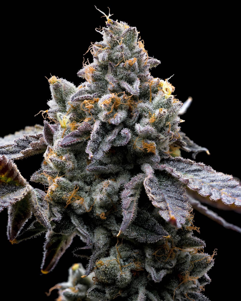 GMO Feminizada - Barney's Farm