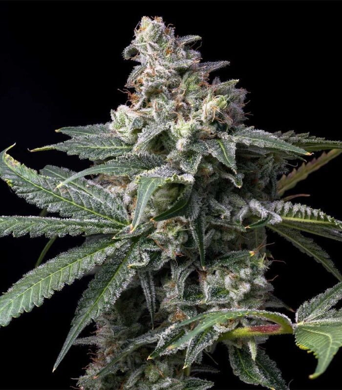 GMO x Hollywood Feminizada - Cookies Seed Bank