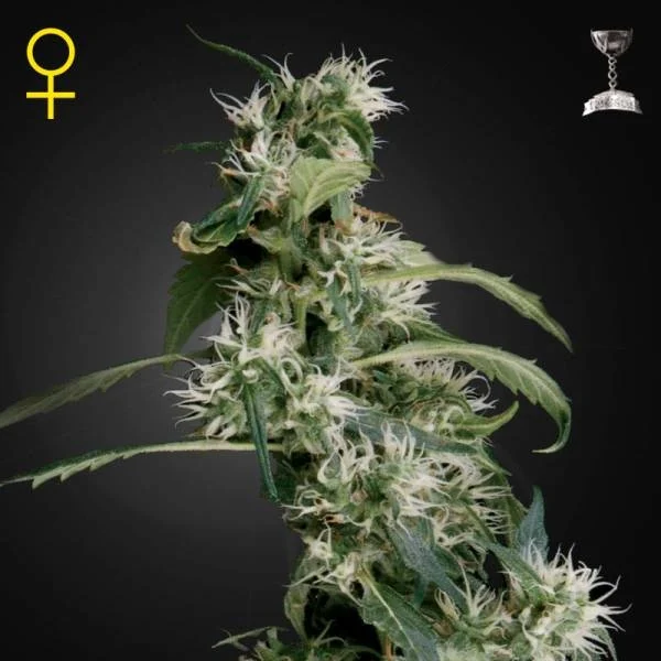 Mango Haze - Green House Seed Co