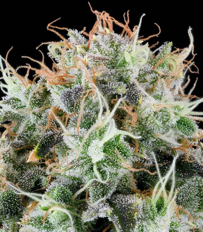 Apple Drops - Grounded Genetics