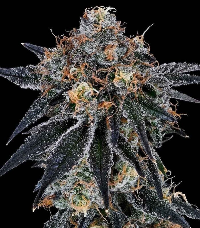 Blue Fumez - Grounded Genetics