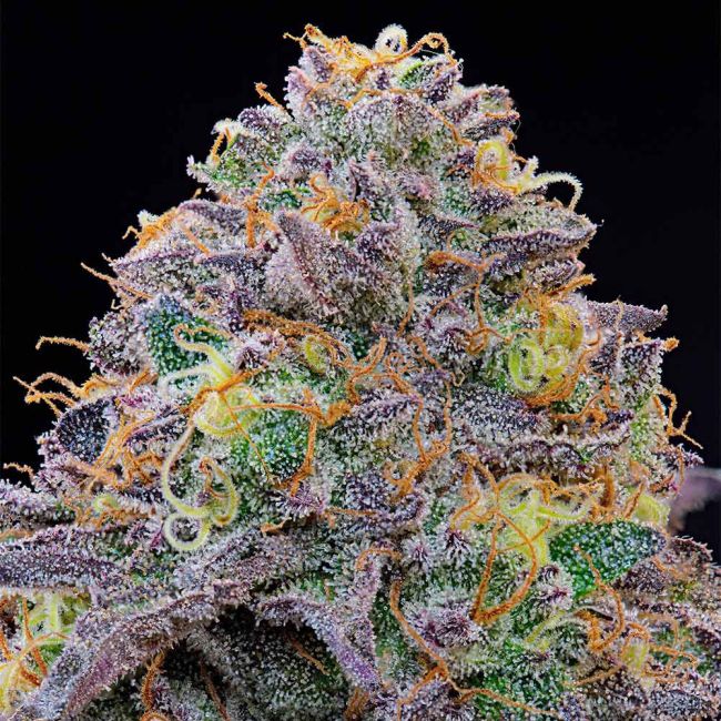 Blue Gelonade- Grounded Genetics