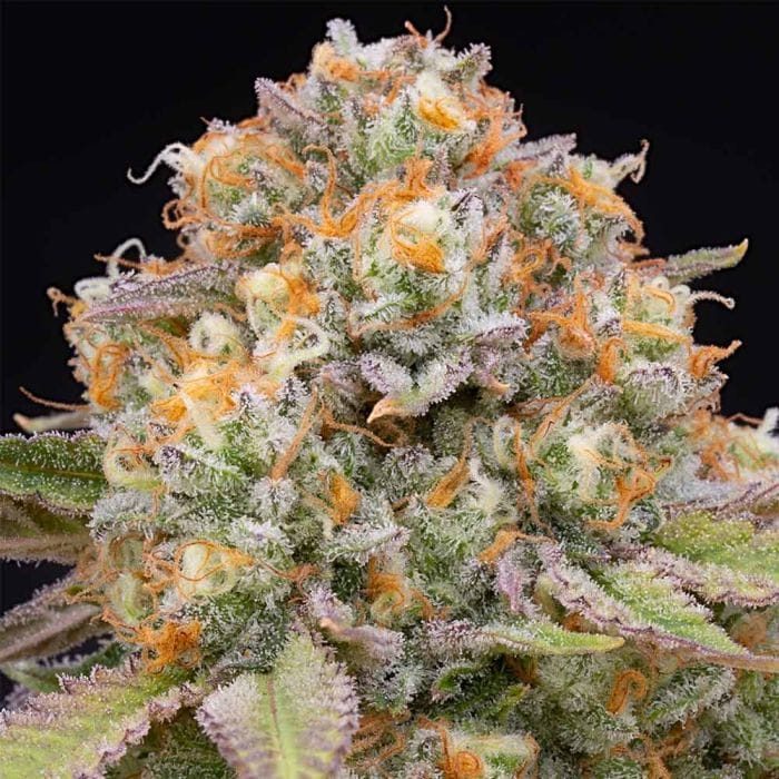 Candy Gas Feminizada - Grounded Genetics
