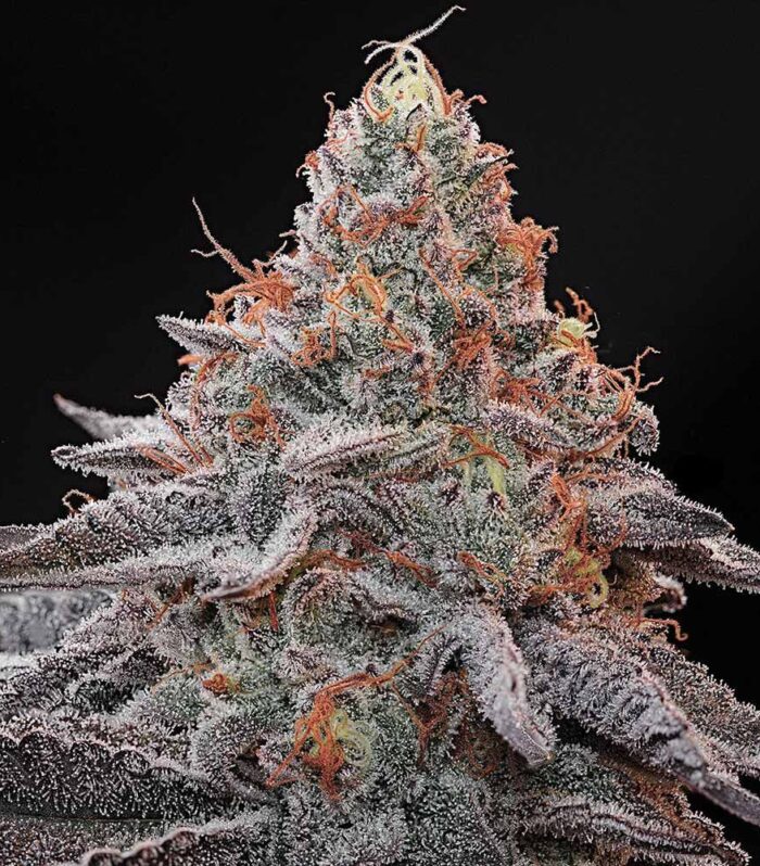 Kashmir Black - Grounded Genetics