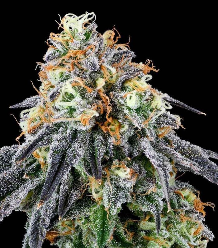 Nose Candi - Grounded Genetics