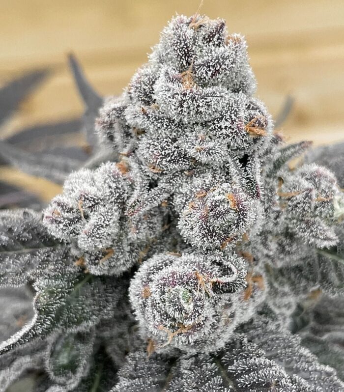 Strawberry Gummys - Grounded Genetics