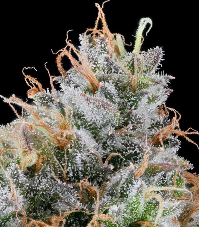 Ultraviolet Sherbet - Grounded Genetics