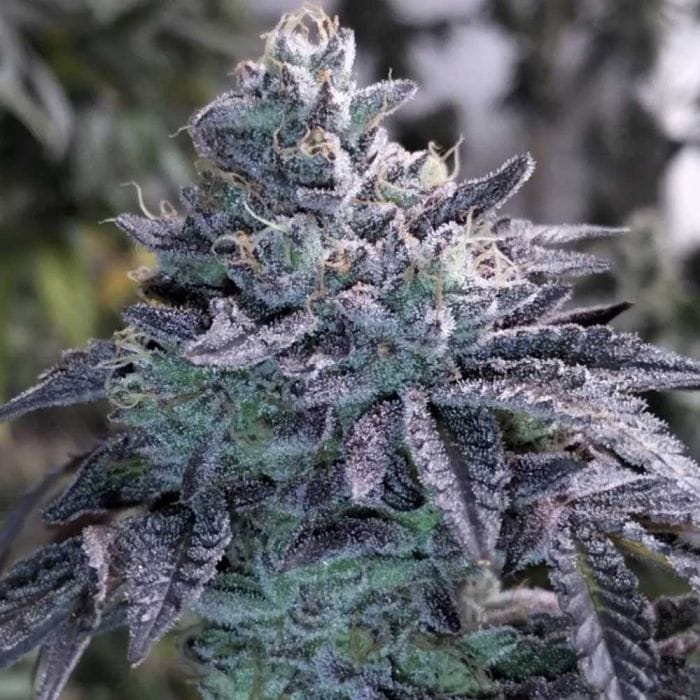 Guava Jelly Regular - Grounded Genetics