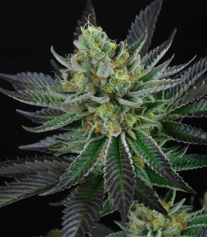 Capri Zun Feminized by Perfect Tree