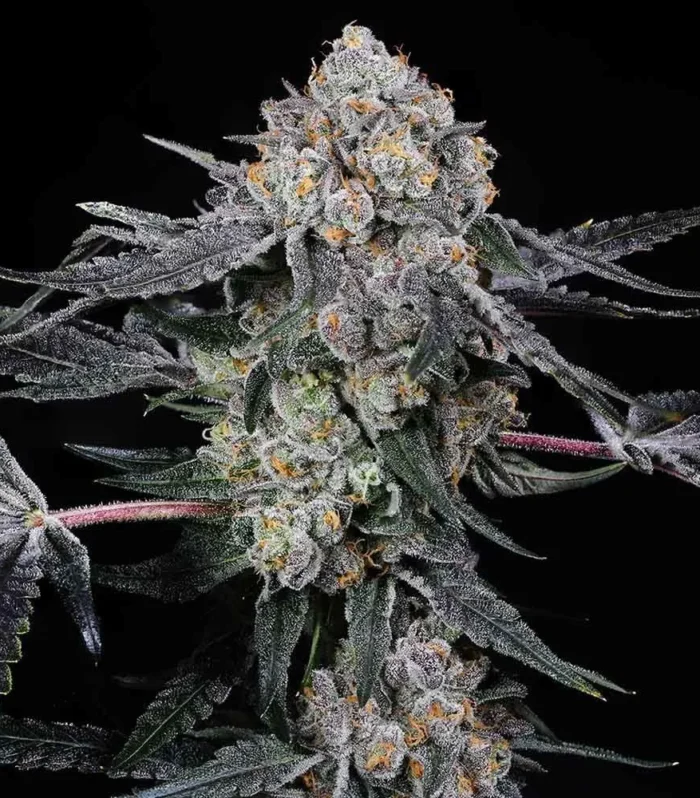 High Society - Compound Genetics