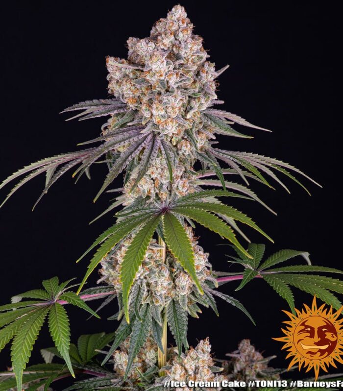 Ice Cream Cake Feminizada - Barney's Farm