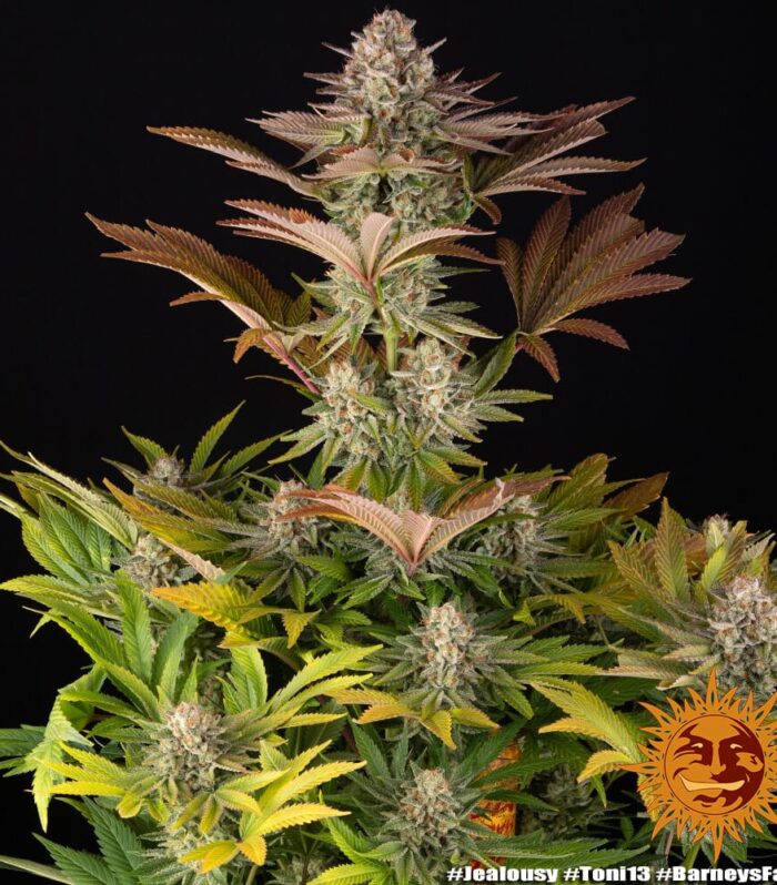 Jealousy  - Barney’s Farm