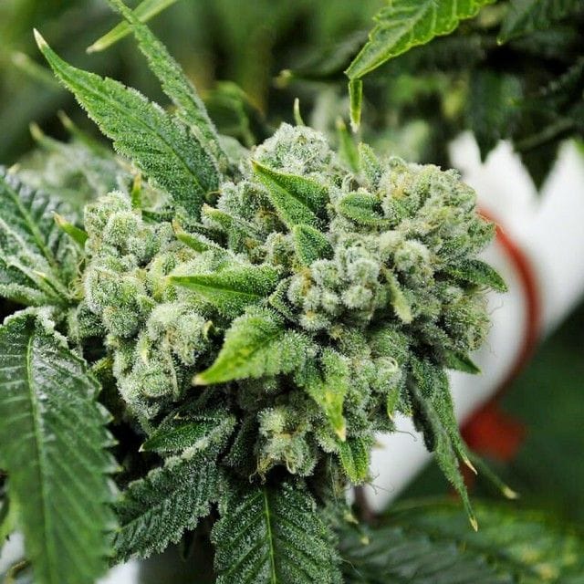 Biker Kush - Karma Genetics