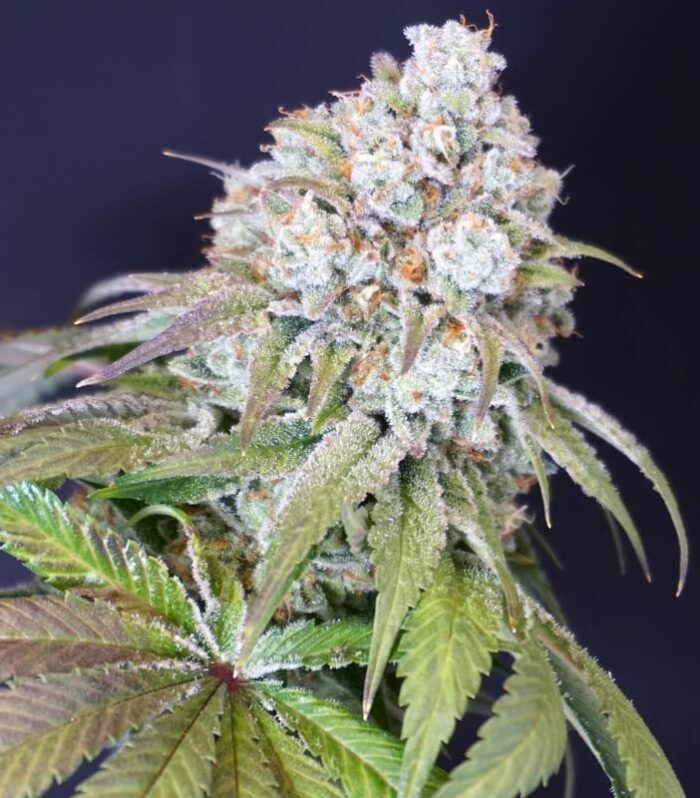 Dog Fruit Female by Karma Genetics