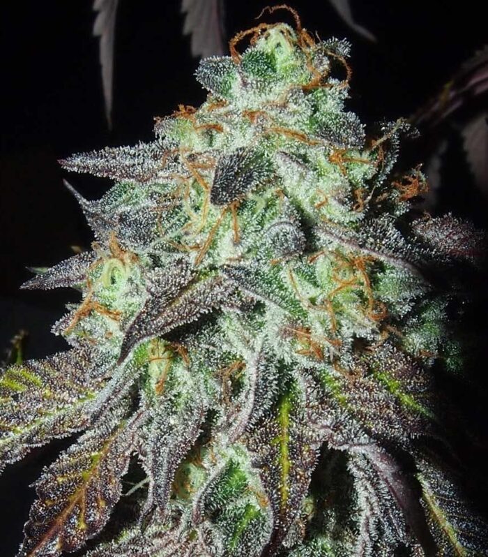 Pink Paletas - Karma Genetics
