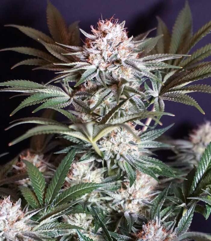 Rocky Melon Female by Karma Genetics