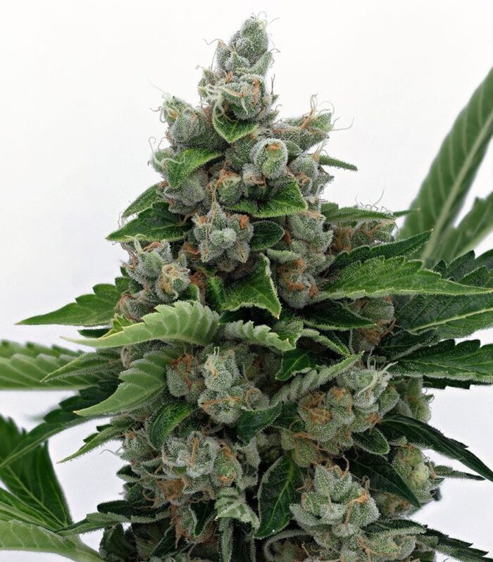 Sour Diesel BX 2  - Karma Genetics