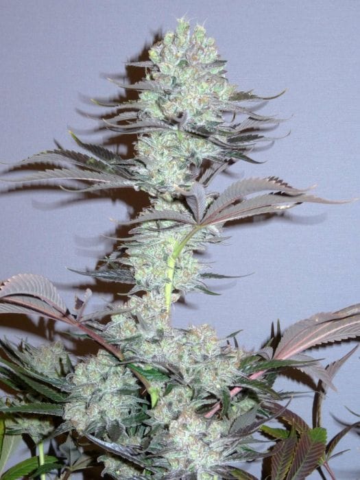 Killer Glue - Little Chief Collabs ( Serious Seeds x GG Strains )