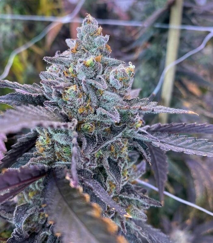 Kiyomi - Symbiotic Genetics