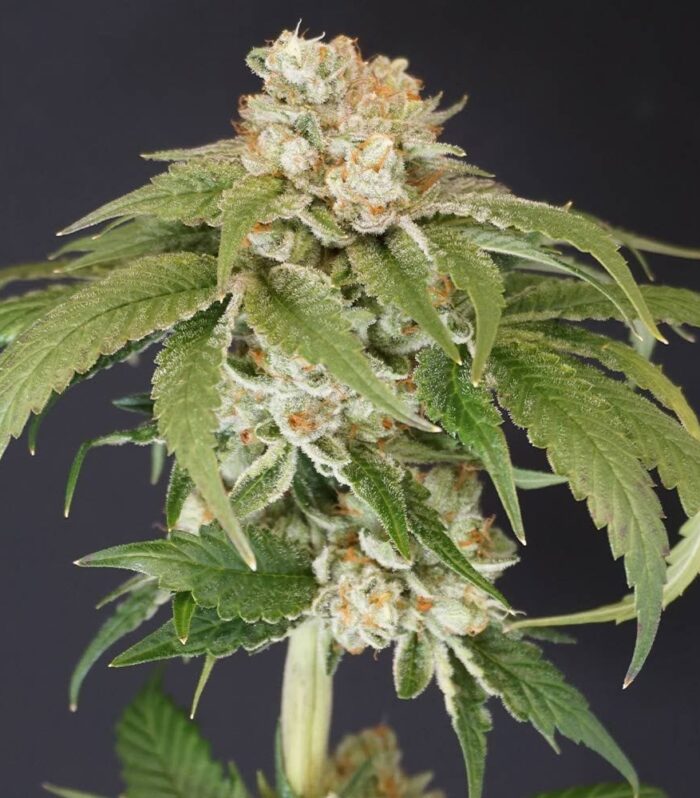 Kushi Melon - Karma Genetics