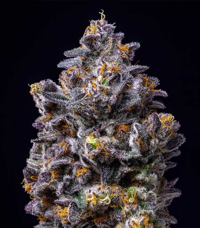Lemon Cherry Pop Feminizada - Cookies Seed Bank