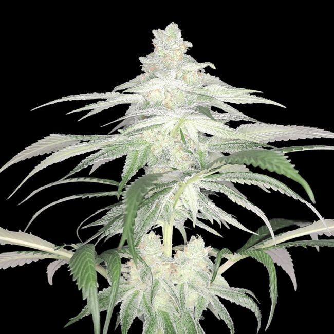 Lemontree (S1) - Arcana Collective