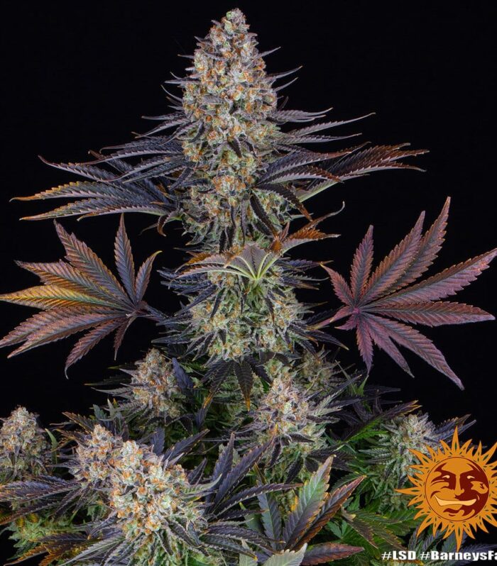 LSD Feminizada - Barney's Farm
