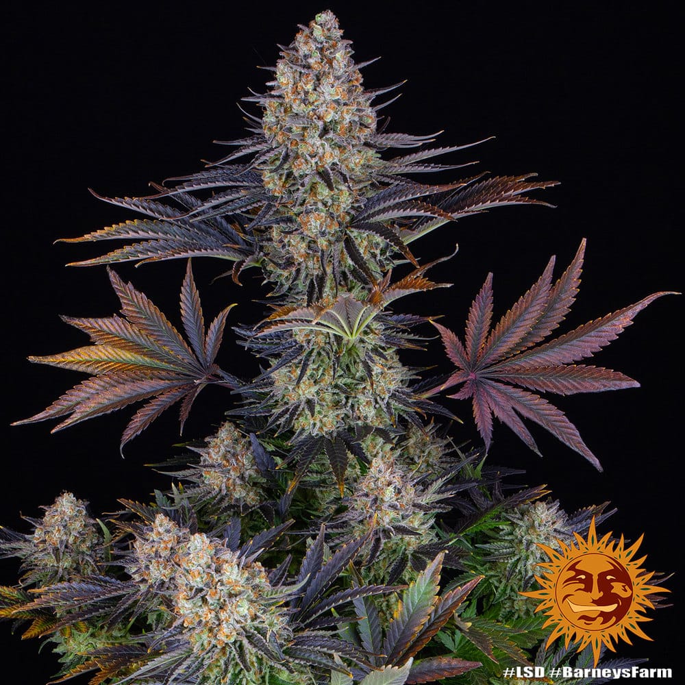 LSD Feminizada - Barney's Farm