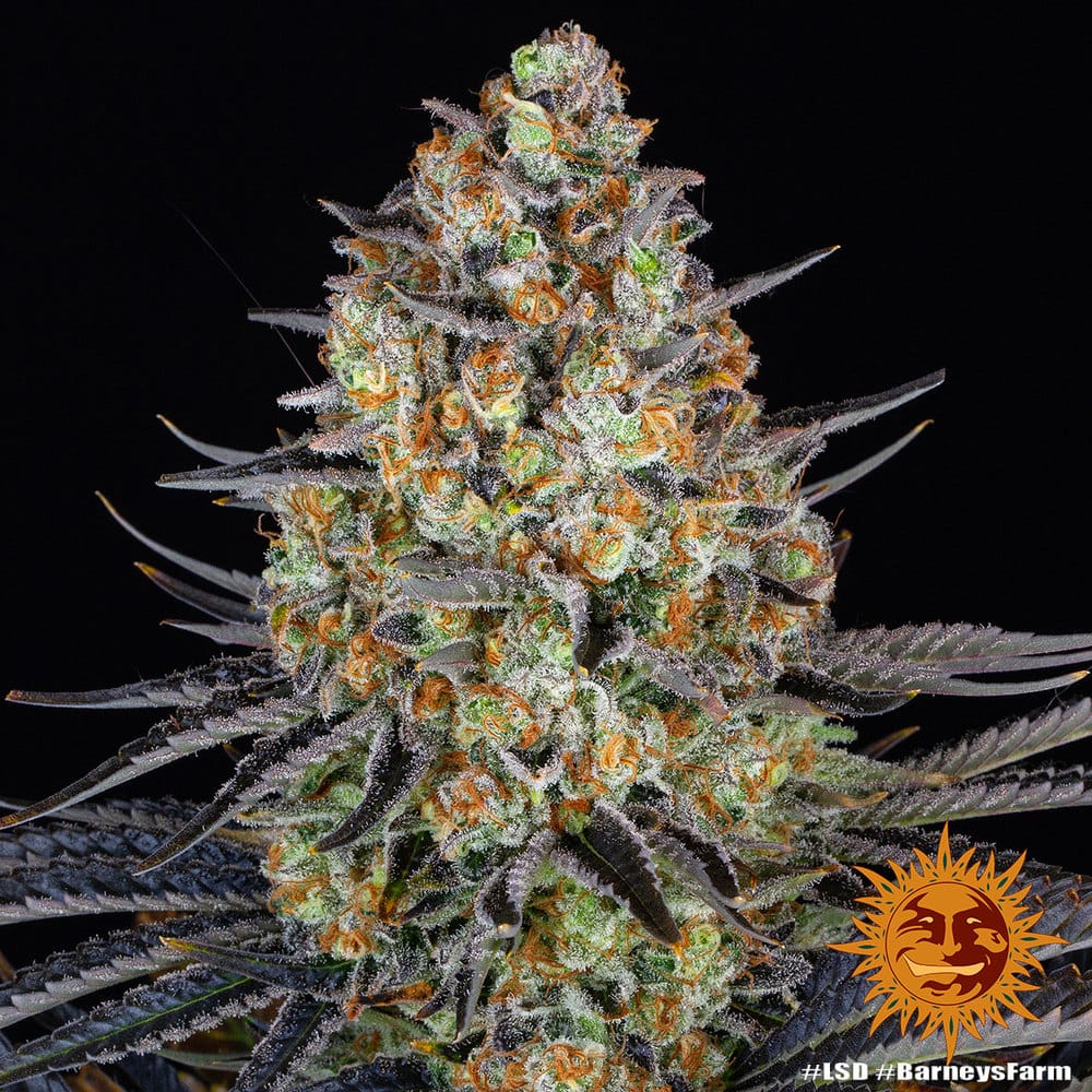 LSD Feminizada - Barney's Farm - Imagem 2
