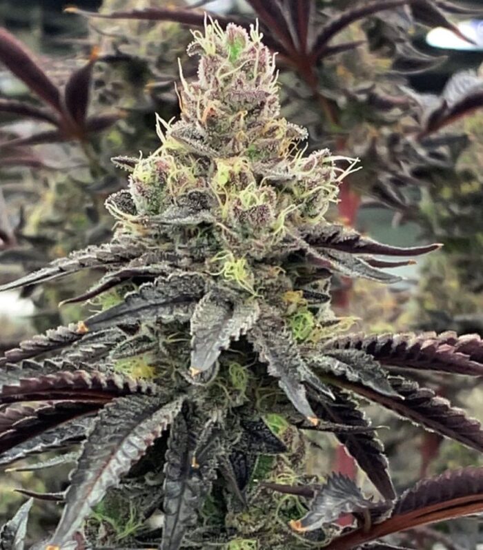 Luv Muffin Female by Rare Dankness