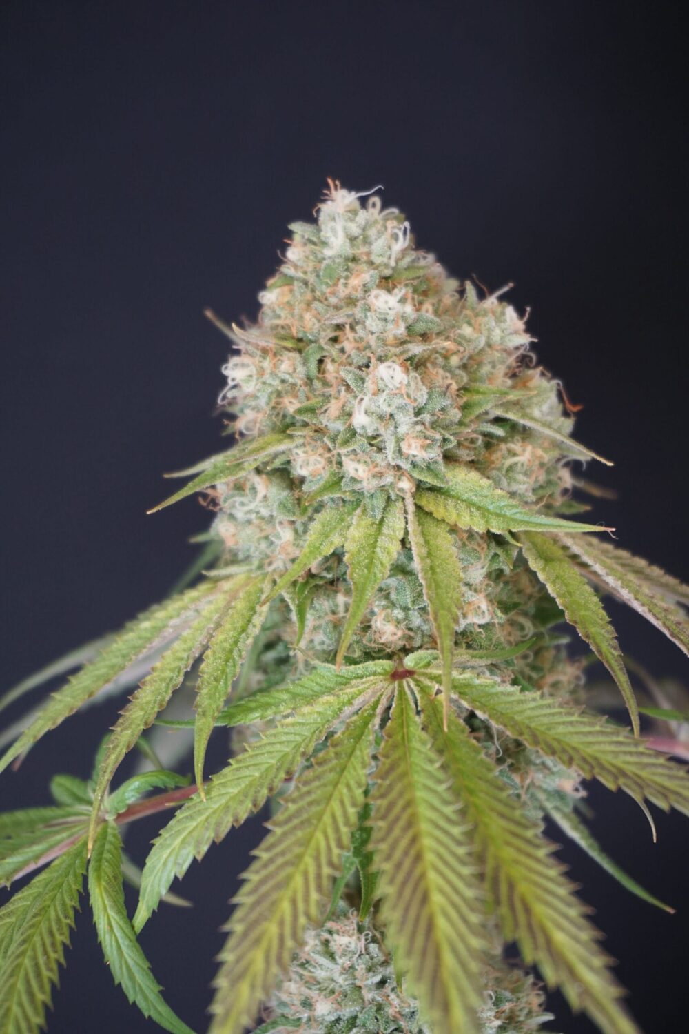 Genética de cannabis Melo Rado – Karma Genetics – foto 2