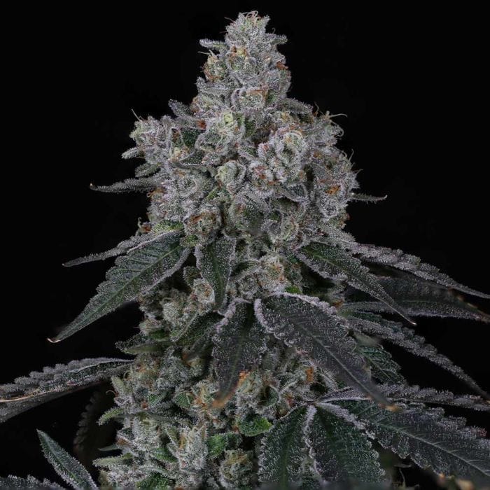 Marshmallow OG Female By Compound Genetics