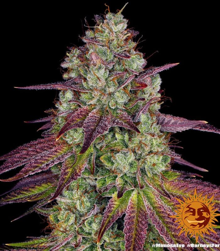 Mimosa Evo by Barneys Farm -  5 Seeds